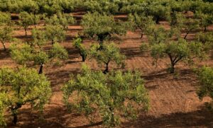 olive trees, olive field, mediterranean